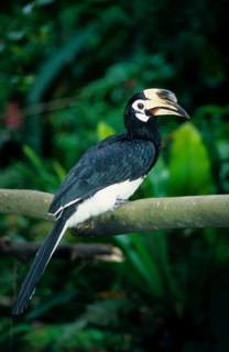 Oriental pied hornbills