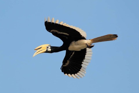 Oriental Pied Hornbill
