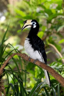 Oriental pied hornbills