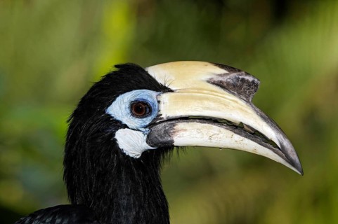 Oriental pied hornbills