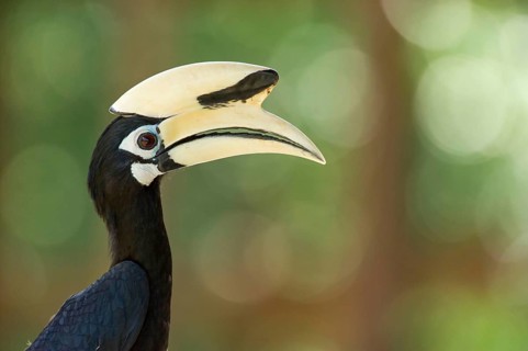 Oriental pied hornbills