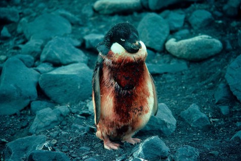 Adelie penguin