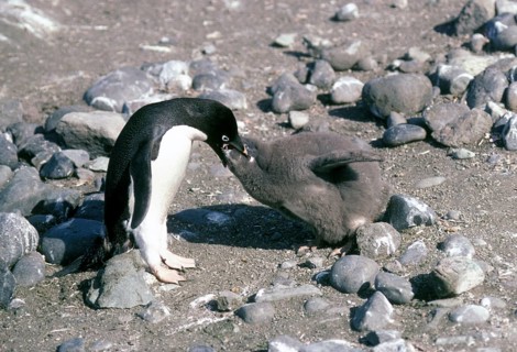 Adelie penguin
