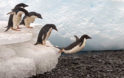 Adelie penguin