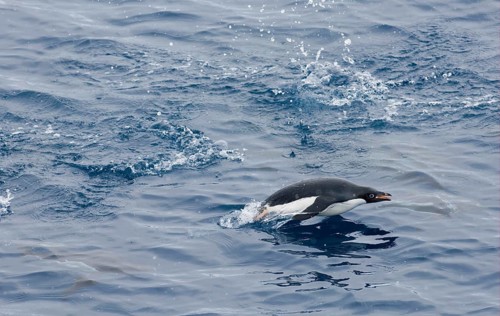 Adelie penguin