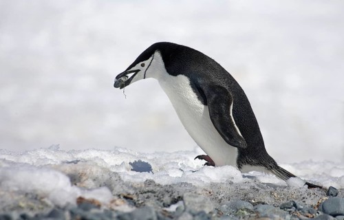 Chinstrap Penguin
