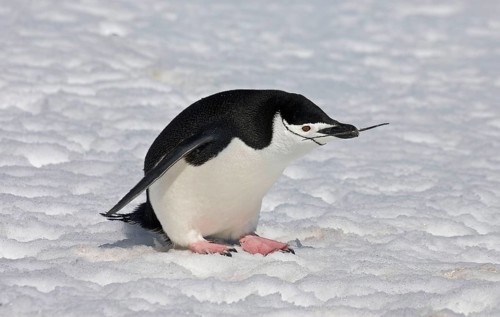Chinstrap Penguin