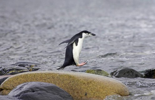 Chinstrap Penguin