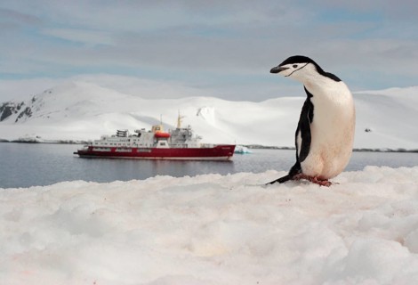 Chinstrap Penguin