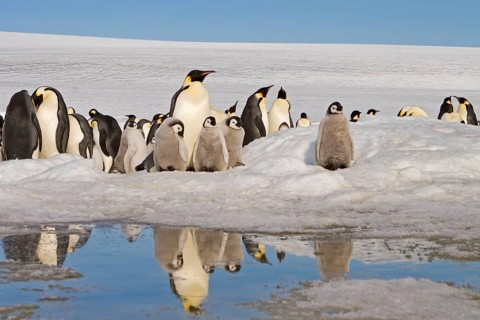 Emperor penguin