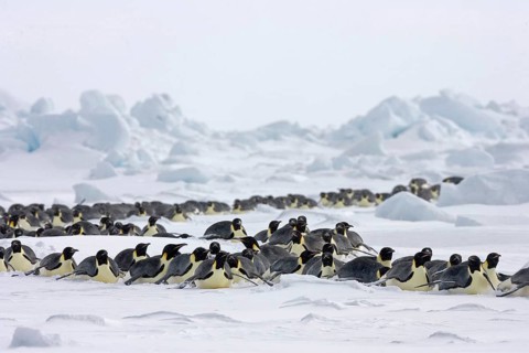 Emperor penguin