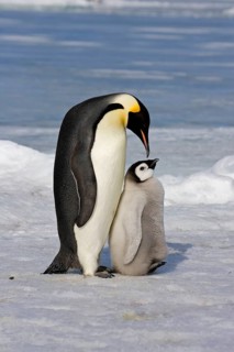 Emperor penguin