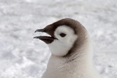 Emperor penguin