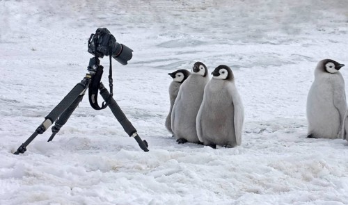 Emperor penguin