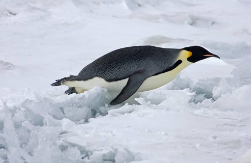 Emperor penguin