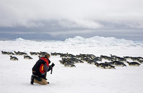 Emperor penguin