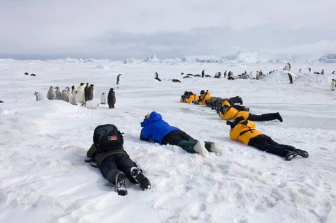 Emperor penguin