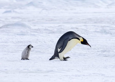 Emperor penguin