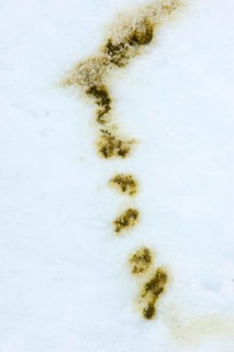 Emperor penguin