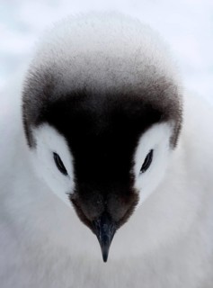 Emperor penguin