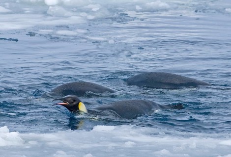 Emperor penguin
