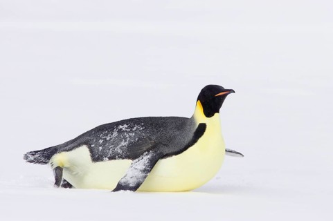Emperor penguin