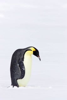 Emperor penguin