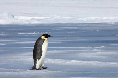 Emperor penguin