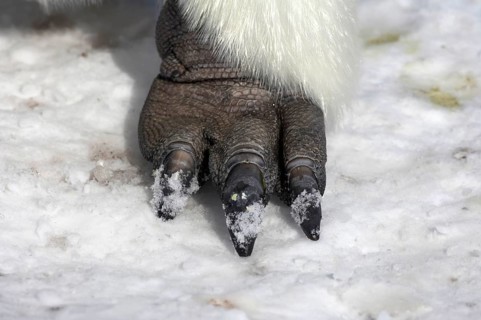 Emperor penguin