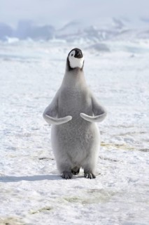 Emperor penguin