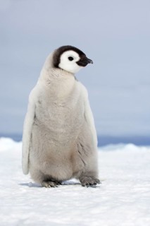 Emperor penguin
