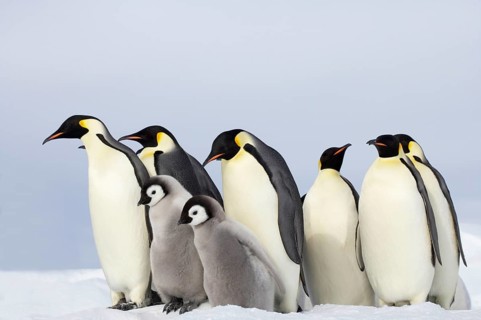 Emperor penguin