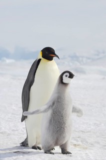 Emperor penguin