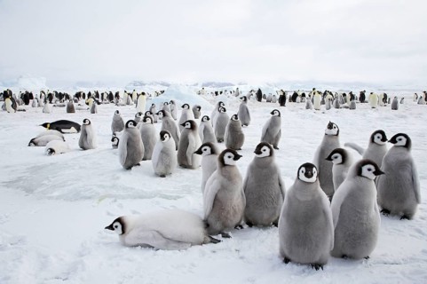 Emperor penguin