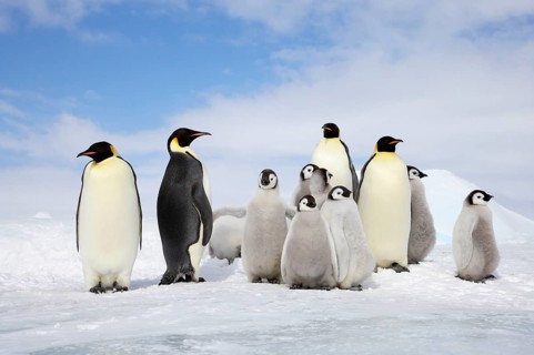 Emperor penguin