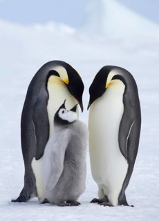 Emperor penguin
