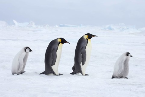 Emperor penguin