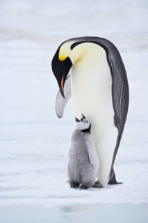 Emperor penguin