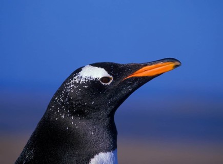 Gentoo Penguin