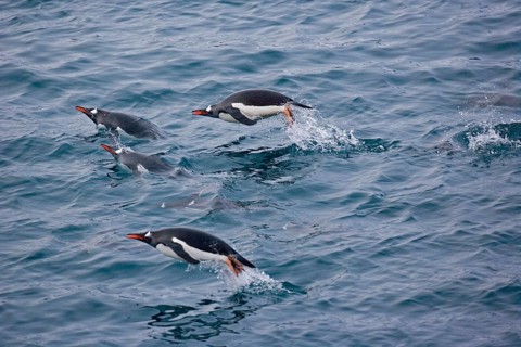 Gentoo penguin