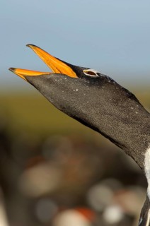 Gentoo penguin
