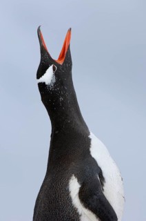 Gentoo penguin