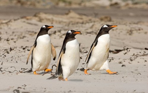 Gentoo penguin