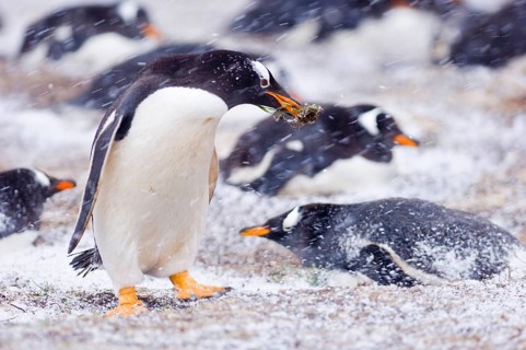 Gentoo penguin