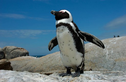 African penguin