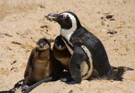 African penguin