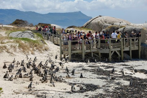 African penguin