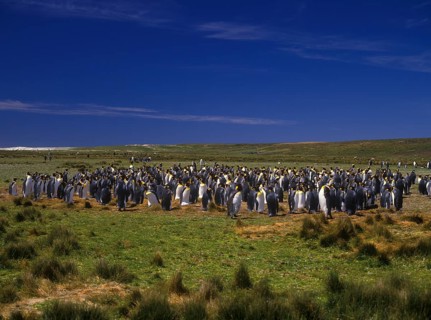 Aptenodytes patagonica