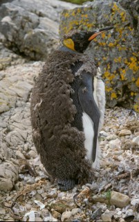 Aptenodytes patagonica