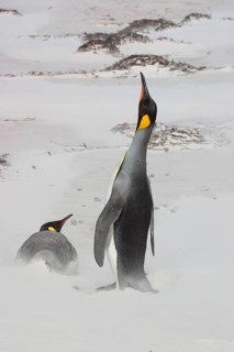 Aptenodytes patagonica